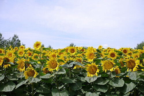 49257420657_8f3ef28575.jpg