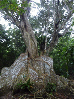 tree.jpg