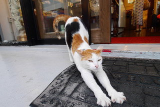 cat.jpg