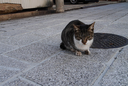 neko2.jpg