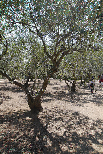 oliveki.jpg
