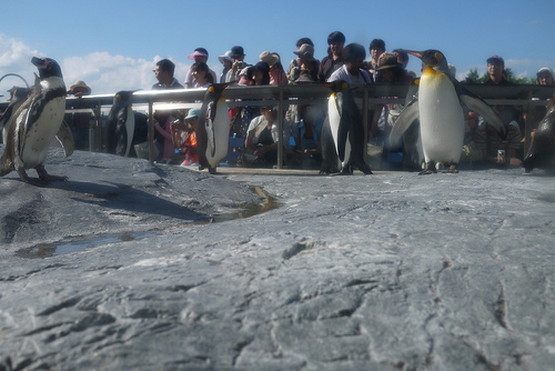 penguuui.jpg