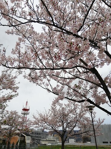 sakurahanaizum.jpg