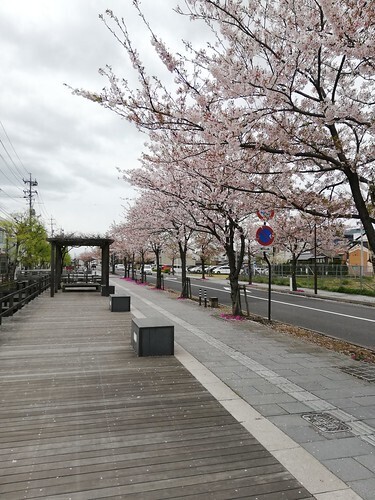 takasesakura.jpg